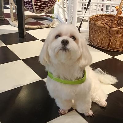 Heads Up For Tails Pet Store & Spa - Golf Course Rd, DLF Phase- 1, Gurgaon