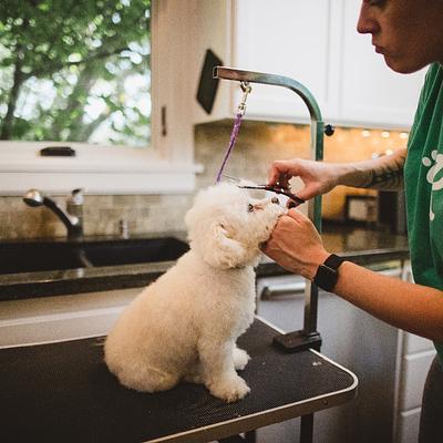Pet-Grooming Studio-Pet Spa in MG Road | Dog & Cat Grooming Service Gurgaon