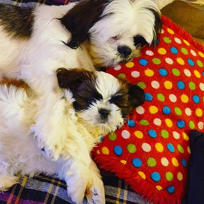 Wagging Tales