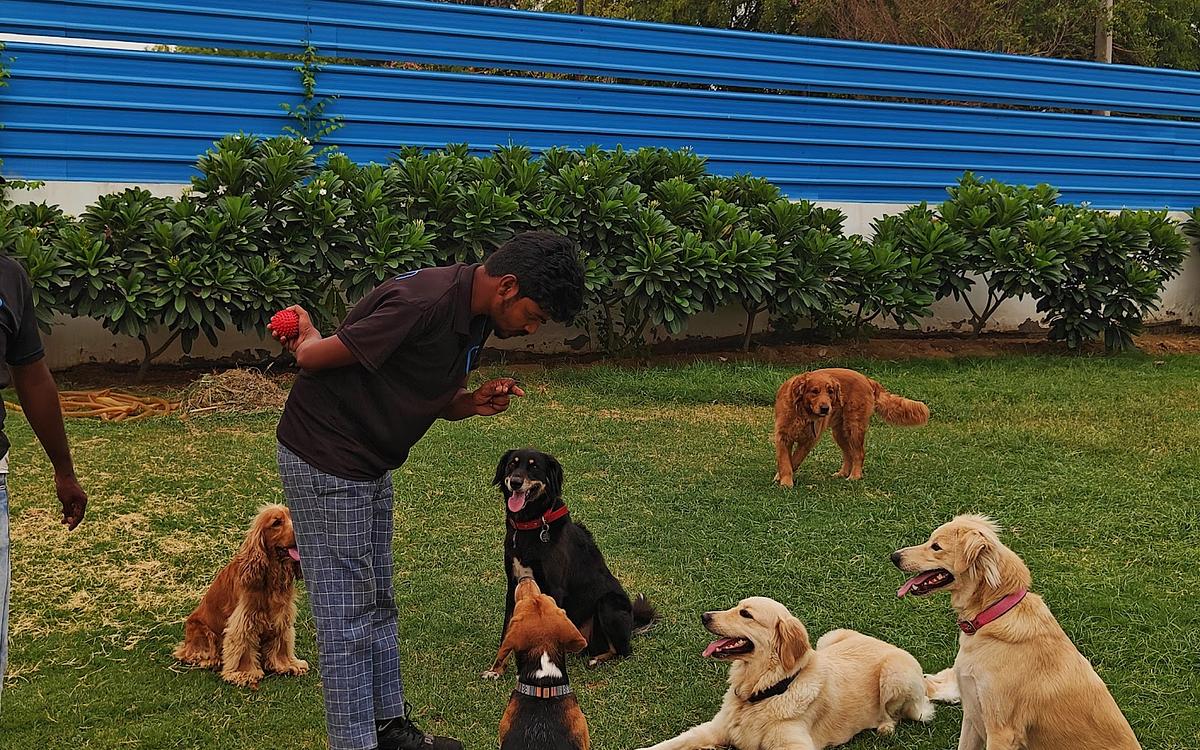Pooch Pet Resort Gurgaon | Dog Boarding | Day Care | Dog Park