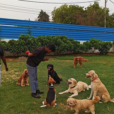 Pooch Pet Resort Gurgaon | Dog Boarding | Day Care | Dog Park