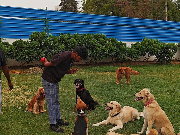 Pooch Pet Resort Gurgaon | Dog Boarding | Day Care | Dog Park
