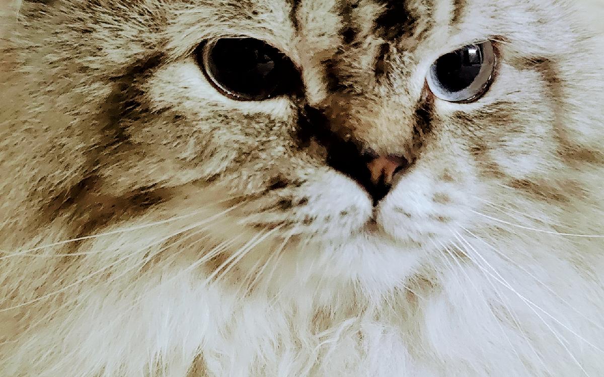 PetSpot- Travel