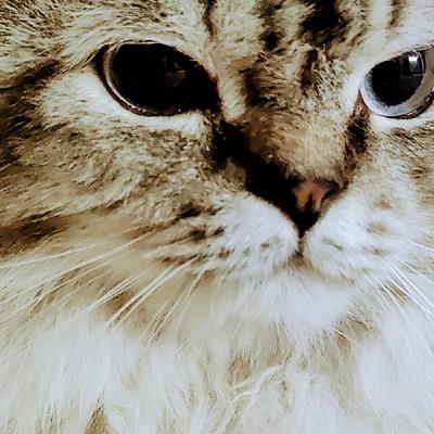 PetSpot- Travel