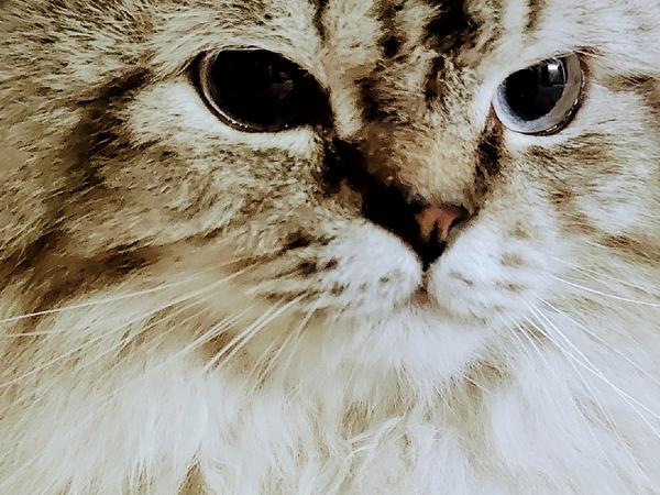 PetSpot- Travel