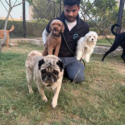 Pooch Pet Resort Gurgaon | Dog Boarding | Day Care | Dog Park