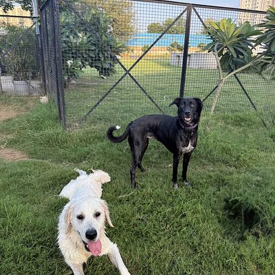 Pooch Pet Resort Gurgaon | Dog Boarding | Day Care | Dog Park