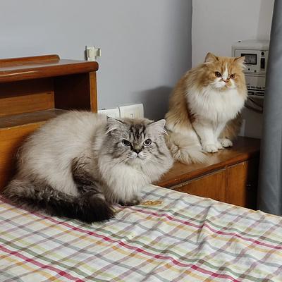 PetSpot- Travel