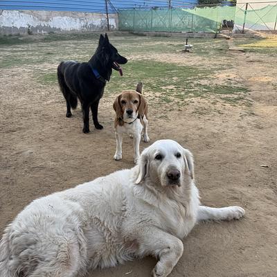 Pooch Pet Resort Gurgaon | Dog Boarding | Day Care | Dog Park