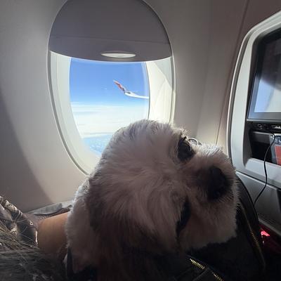 PetSpot- Travel