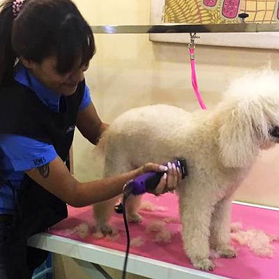 Pet-Grooming Studio-Pet Spa in MG Road | Dog & Cat Grooming Service Gurgaon