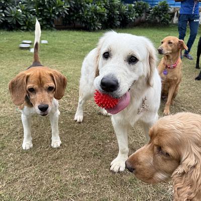 Pooch Pet Resort Gurgaon | Dog Boarding | Day Care | Dog Park