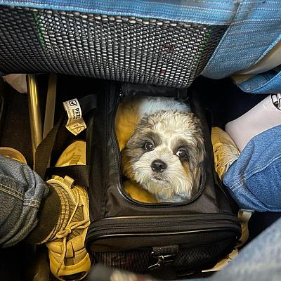PetSpot- Travel