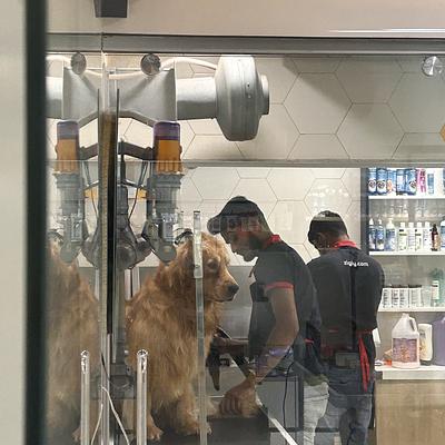 Zigly Pet Care - Pet Grooming & Pet Products | Element One Mall, Sector-47-49 (Gurgaon)