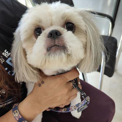 Vetic Pet Clinic Sec-57 Gurgaon