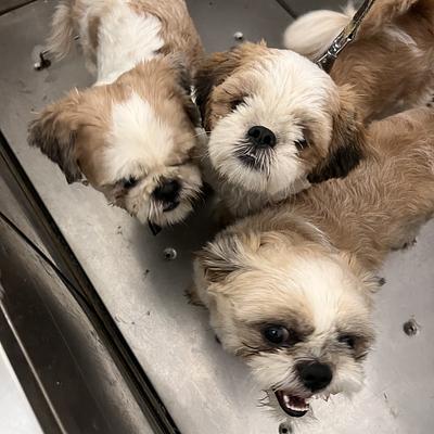 House Of Howl | Your Pet Boarding Service & Pet Store in Gurugram