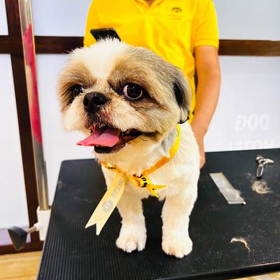 Ultimutt - Premium Grooming Spa for Dogs & Cats