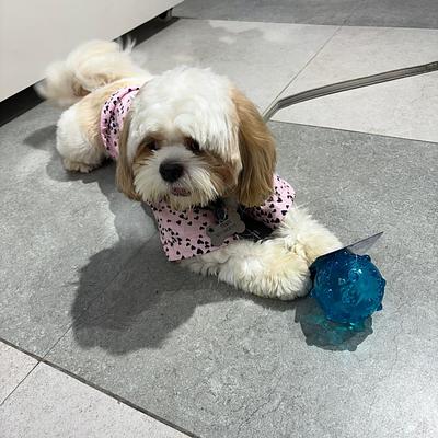 Zigly Pet Care - Pet Grooming & Pet Products | Element One Mall, Sector-47-49 (Gurgaon)