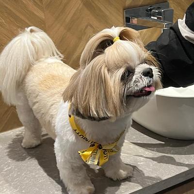 Ultimutt - Best Home Grooming for Dogs & Cats in NCR