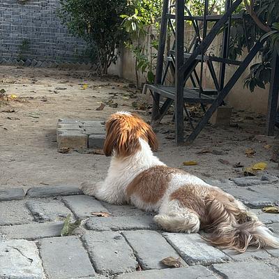 House Of Howl | Your Pet Boarding Service & Pet Store in Gurugram