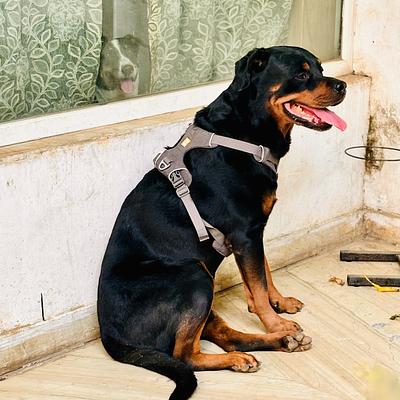 House Of Howl | Your Pet Boarding Service & Pet Store in Gurugram