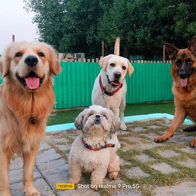 Barks and Meows - Pet Boarding Service | Pet Care