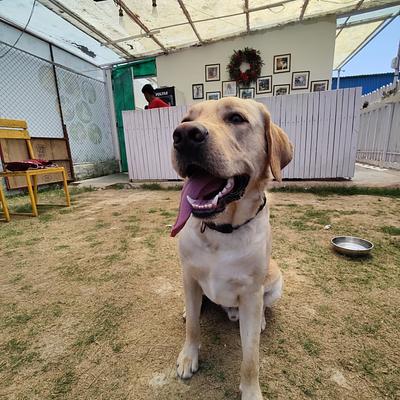 Barks and Meows - Pet Boarding Service | Pet Care