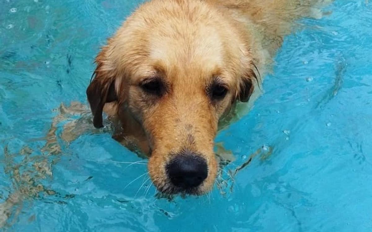 Barks and Meows - Pet Boarding Service | Pet Care
