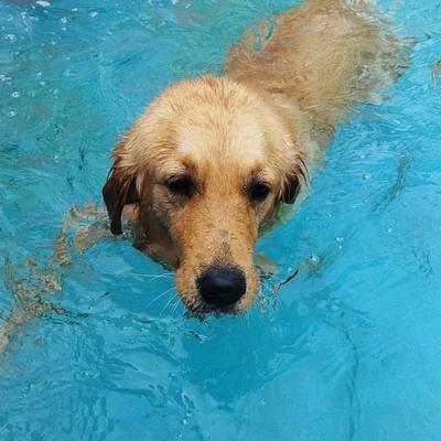 Barks and Meows - Pet Boarding Service | Pet Care