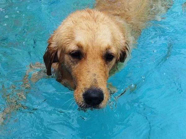 Barks and Meows - Pet Boarding Service | Pet Care