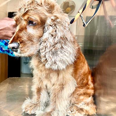 House Of Howl | Your Pet Boarding Service & Pet Store in Gurugram