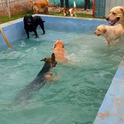 Barks and Meows - Pet Boarding Service | Pet Care