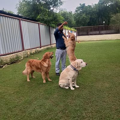 Barks and Meows - Pet Boarding Service | Pet Care