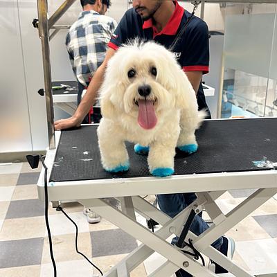 Zigly - Pet Hospital, Pet Grooming & Pet Products | AIPL, Sector-66, Gurgaon