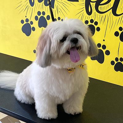 Ultimutt - Premium Grooming Spa for Dogs & Cats