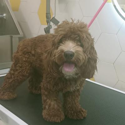 Zigly - Pet Hospital, Pet Grooming & Pet Products | AIPL, Sector-66, Gurgaon