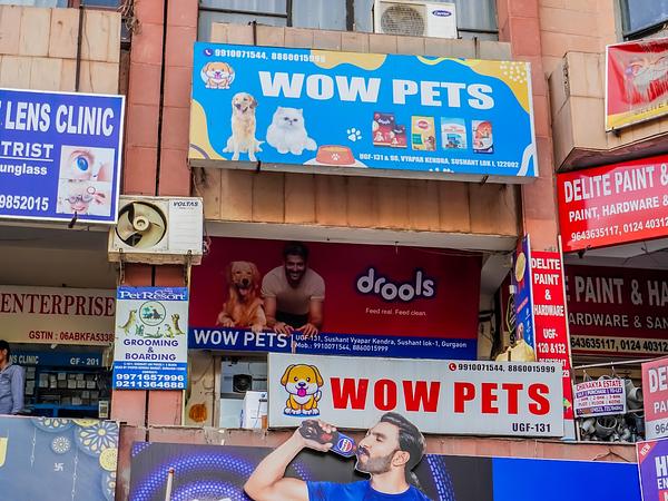 Wow Pets