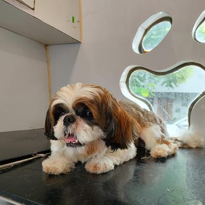 Joyful Jaws Grooming