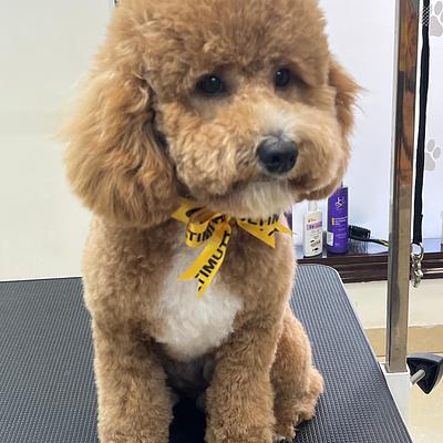 Ultimutt - Premium Grooming Spa for Dogs & Cats