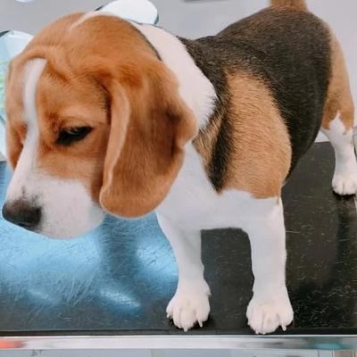 Joyful Jaws Grooming