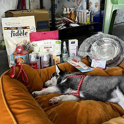 PET SAGA - GROOMING AND CLINIC