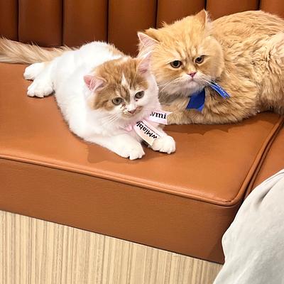 Pawmiable - Luxury Pet Grooming & Spa Services I Pet Experience Centre