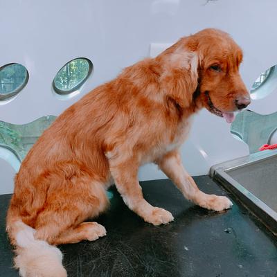 Joyful Jaws Grooming