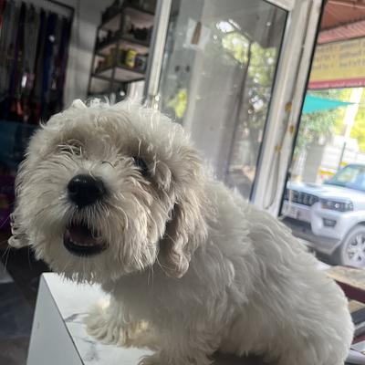 PET SAGA - GROOMING AND CLINIC