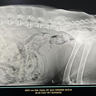 Blue Coat Vet – Pet Clinic in Sushant Lok