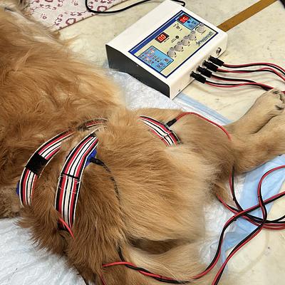 Blue Coat Vet – Pet Clinic in Sushant Lok