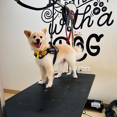 Ultimutt - Premium Grooming Spa for Dogs & Cats