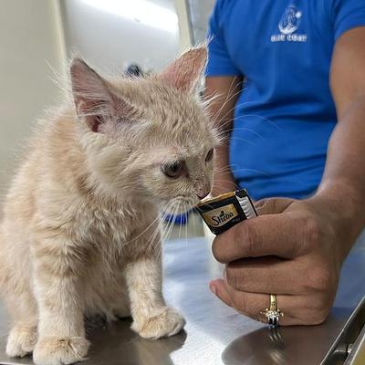 Blue Coat Vet – Pet Clinic in Sushant Lok