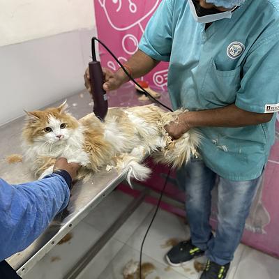 SJS Pet Care and Clinic