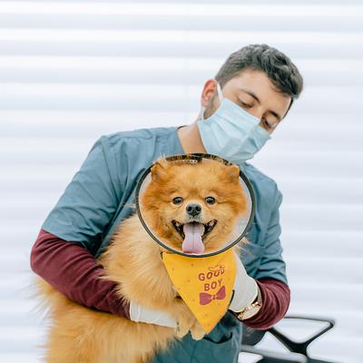 Vetic Pet Clinic Sec-15 Gurgaon